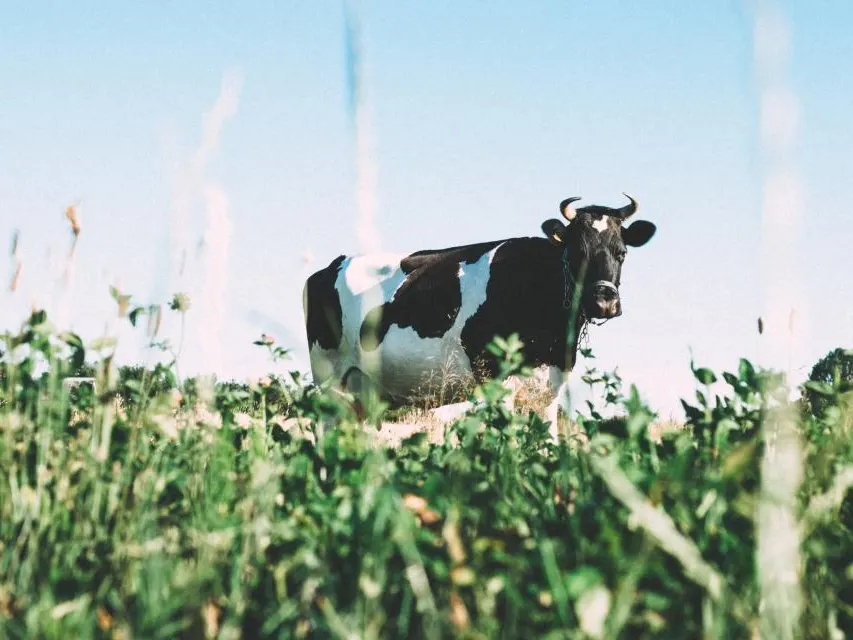 Vaca no pasto da propriedade